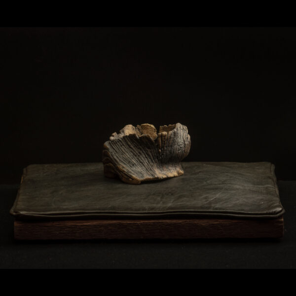 Rhizome_10.25#05 Rhizome 10.25 #05