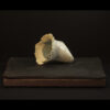 Rhizome_04.26#22