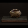 Rhizome_05.26#04