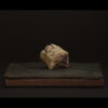 Rhizome_06.26#02